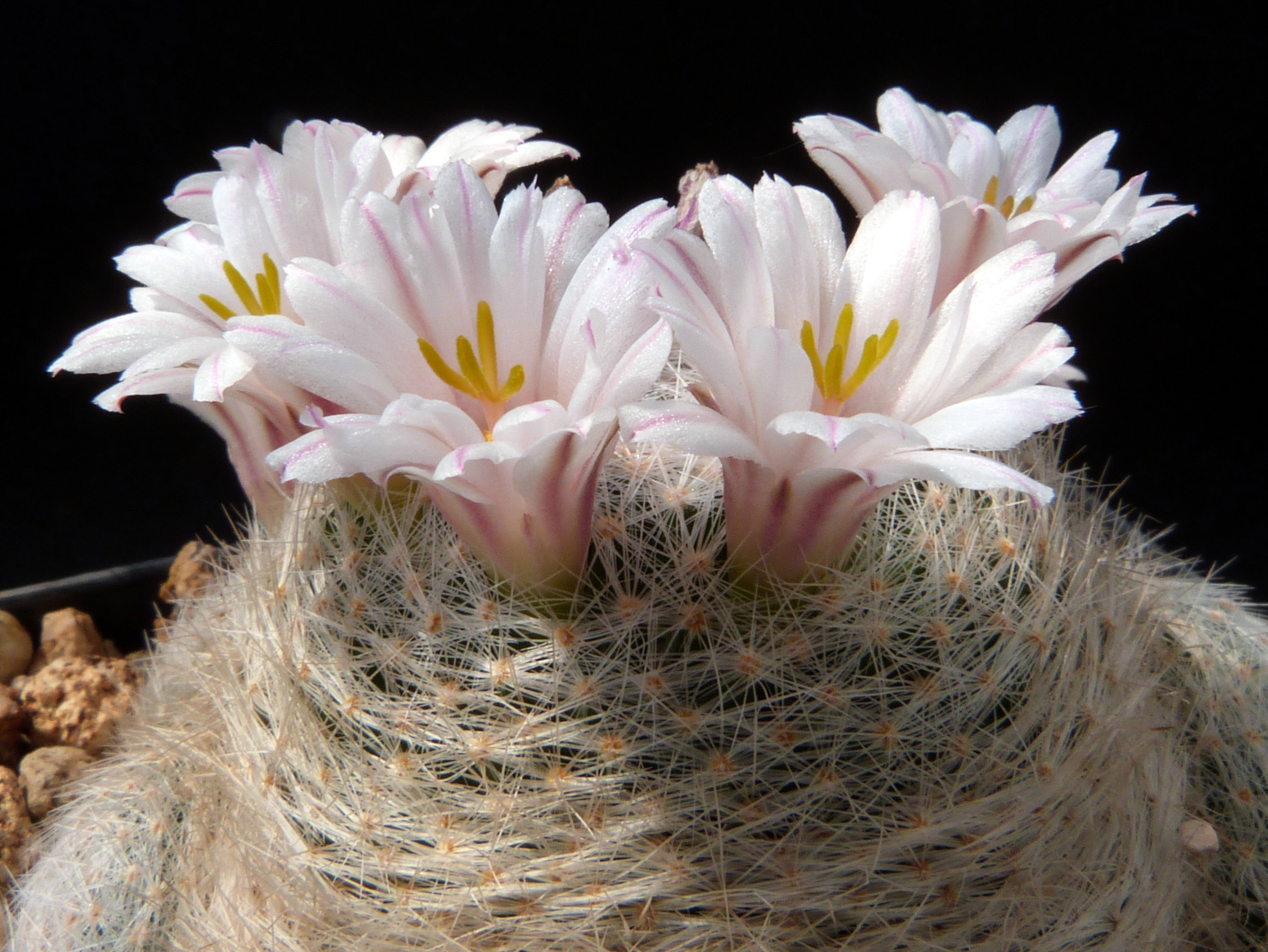 Mammillaria lenta - Cactus online shop