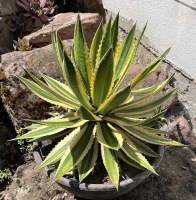 Agave