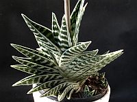 Aloe