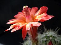 Echinocereus