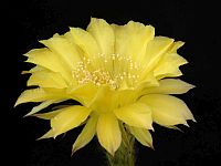 Echinopsis hybrids
