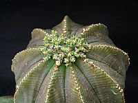 Euphorbia