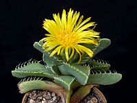 Faucaria