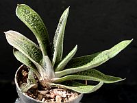 Gasteria