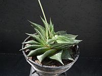 Haworthia