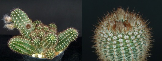 Cacti with buds