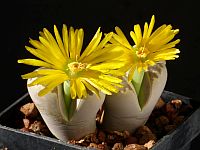 Lithops - Living stones
