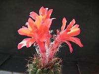 Matucana