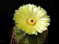 Parodia