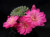 Rebutia