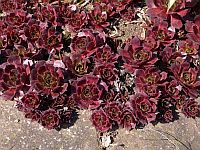 Sempervivum (Dachwurz)