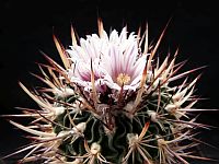 Stenocactus