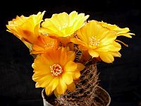 Sulcorebutia