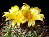 Thelocactus