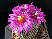Turbinicarpus