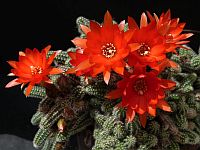 Mammillaria neopalmeri (seeds) - Cactus online shop