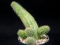 Preview: Sales plant (sample)