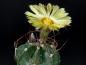 Preview: Motherplant with flower