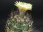 Preview: Fatherplant with flower