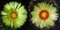Preview: Flowers of mother and father plant