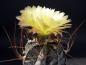 Preview: Flower of mother plant