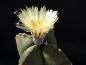 Preview: Fatherplant with flower