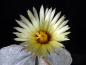 Preview: Fatherplant with flower