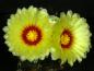 Preview: Plant with flower