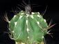 Preview: Plant for sale on March, 29