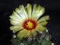 Preview: Plant with flower