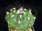 Preview: Plant for sale on March, 29