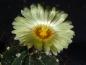 Preview: Plant with flower