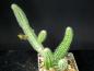 Preview: Sales plant (sample)