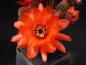 Preview: Flower of mother plant