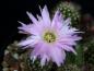 Preview: Flower of Mother plant