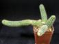 Preview: Sales plant (sample)