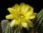 Preview: Flower