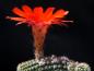Preview: Flower of mother plant