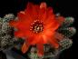 Preview: Flower of mother plant