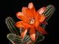 Preview: Flower of mother plant