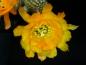 Preview: Flower of mother plant