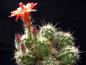 Preview: Motherplant with flower and buds