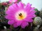Preview: Flower of mother plant