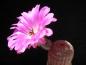 Preview: Motherplant with flower