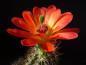Preview: Flower of mother plant
