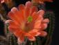 Preview: Flower of mother plant