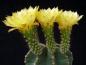 Preview: Mother plant with flowers