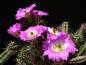 Preview: Flowers of mother plant