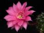 Preview: Blüte der Mutterpflanze