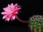 Preview: Blüte der Mutterpflanze